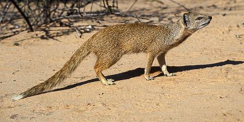 5-Day Kgalagadi Guided Self-Drive Mid Range Tour