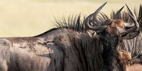 5-Day Victoria Falls & Chobe National Park Safari Tour