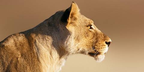 Kruger Budget Camping Safari