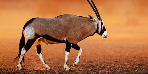 8-Day Kalahari Guided Self-Drive Mid Range Tour