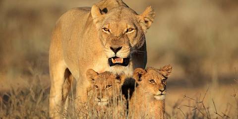4-Day Central Kalahari Game Reserve and Nxai Pan