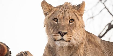 3-Day Greater Kruger Budget Glamping Safari