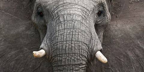 Luxury Kruger & Private Game Reserve Experience