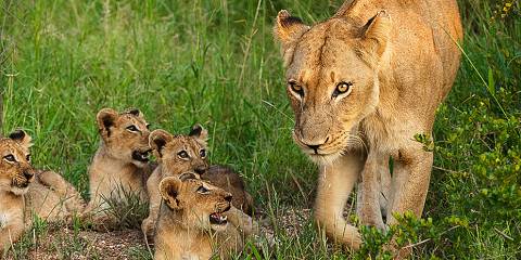 4-Day South Africa Kruger Park Safari