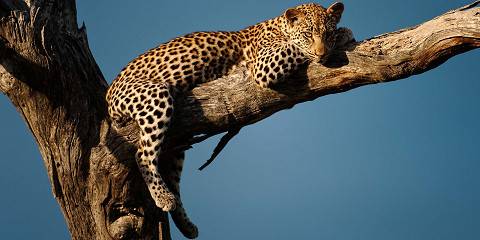 5-Day Private Southern Kruger Camping Adventure