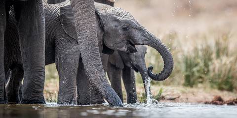 (1 to 3 Guests) Pilanesberg Private Sunrise Safari