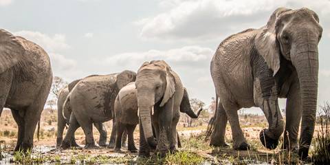 3-Day Budget Kruger Safari from Cape Town