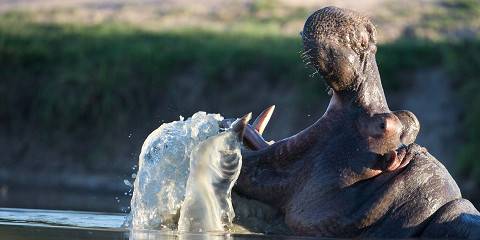 5-Day Kruger Budget Safari