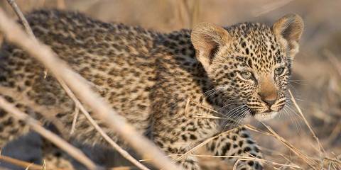 Midrange Kruger Tented Safari & 2 Sabi Sand Drives