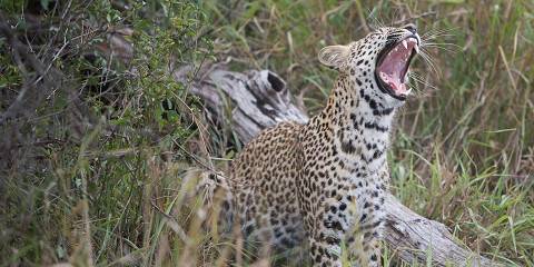 6-Day Unforgettable South African Safari Experience