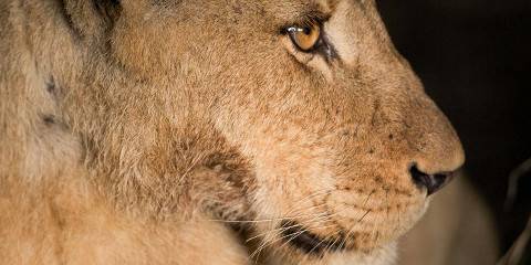 4-Day Ndutu Migration Calving Season Special Discount
