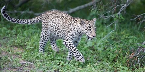 7-Day All Inclusive Safari in Madikwe & Sabi Sands