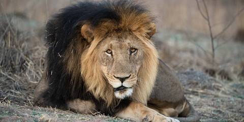 Lion Park Experience with Pretoria Sightseeing