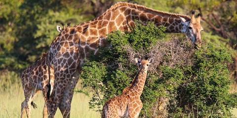 Luxury Safari at Ivory Tree Game Lodge