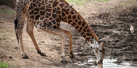 10-Day Kruger Safari, Vic Falls and Cape Town Highlights