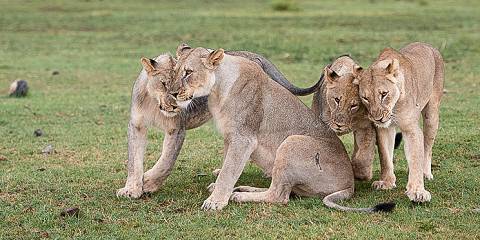 5-Day Johannesburg Tour with Kruger 3 Days Safari