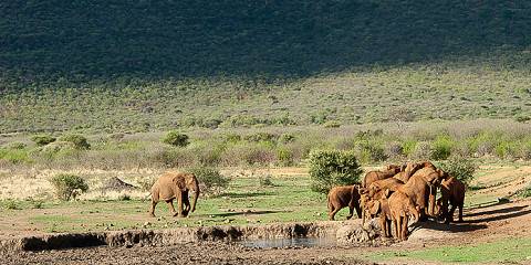 4-Day Adventure – Madikwe Wildlife Safari