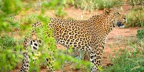 12-Day City Lights (Cape Town) & Safari Nights (Kruger)