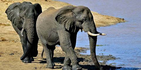 Amboseli/Nakuru/Masai Mara