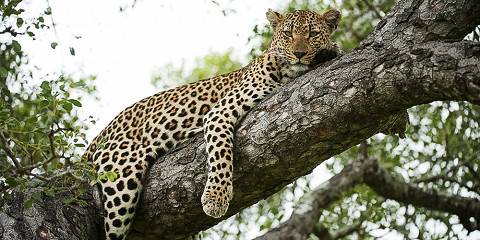 5-Day Malamala Exclusive Fly in Safari