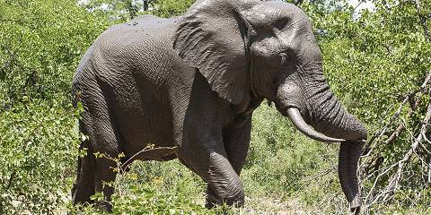 6-Day Kruger Safari & Eswatini Cultural Explorer