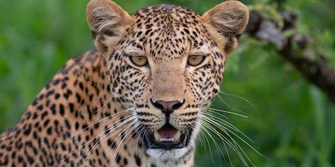 1-Day Pilanesberg Safari Full Day