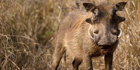 Luxury Kruger Safari & Private Game Reserve