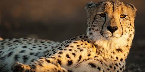 7-Day Kruger Private Reserves