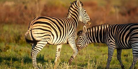 2-Day National Park Safari in Pilanesberg