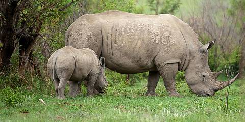 3-Day Big 5 Budget Safari, Kruger National Park