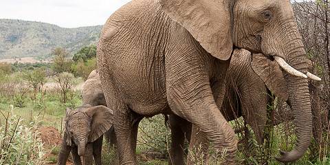 Private Kruger National Park Safari from Hazyview