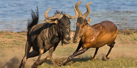 4-Star Pilanesberg Safari