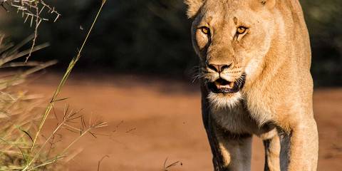 3-Day Exclusive Luxury Escape at Black Rhino Game Lodge