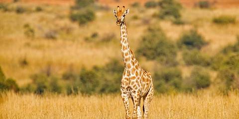 1-Day Pilanesberg GR Tour