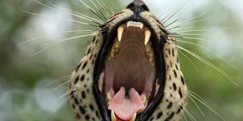 5-Day Midrange Kruger Tented Safari & 2 Sabi Sand Drives