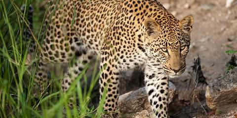 5-Day Kruger Park and Private Game Reserve Experience