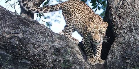 3-Day Midrange Kruger Tented Safari & 2 Sabi Sand Drives