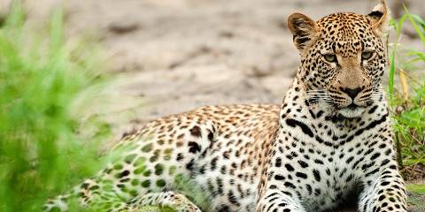 4-Day Sabi Sands Luxury Fly-in Safari