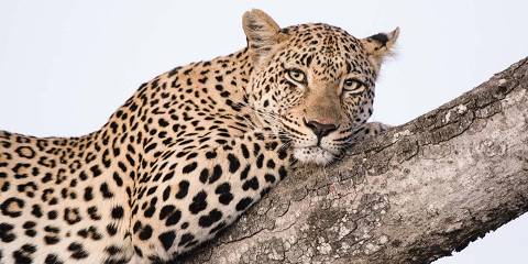 4-Day Sabi Sands Luxury Tented Camp
