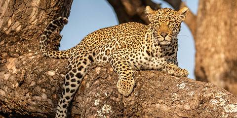 7-Day Kruger Safari - Sabi Sand & Thornybush