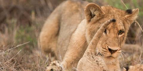 4-Day Adventure – Sabi Sands Safari Lodge Escape