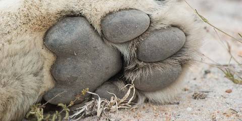 Pilanesberg Camping Adventure