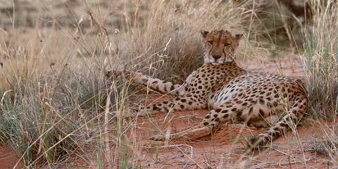 12-Day Victoria Falls, Cape Town & Safari Journey