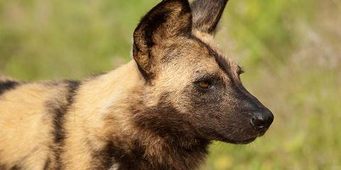 Signature Kruger & Panorama Wildlife Adventure