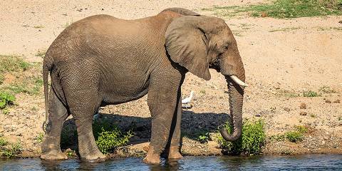 7-Day Luxury Kruger Safari South Africa