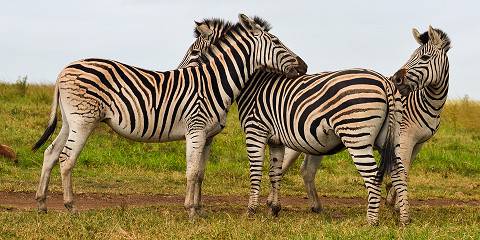 Private Kruger and Panorama Route Family Tour