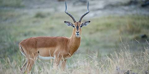 5-Day Luxury Kruger & Train on the Bridge Experience
