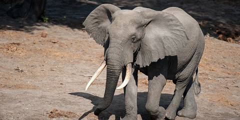 Authentic Sabi Sands Big Five Safari