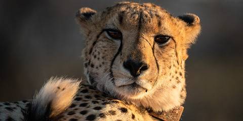 4-Day Big 5 Walking Safari South Africa