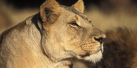 Sabi Sand or Greater Kruger Lodge Safari